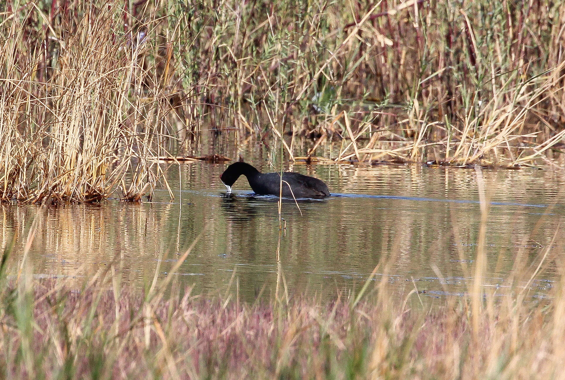 Image of Crested Coot