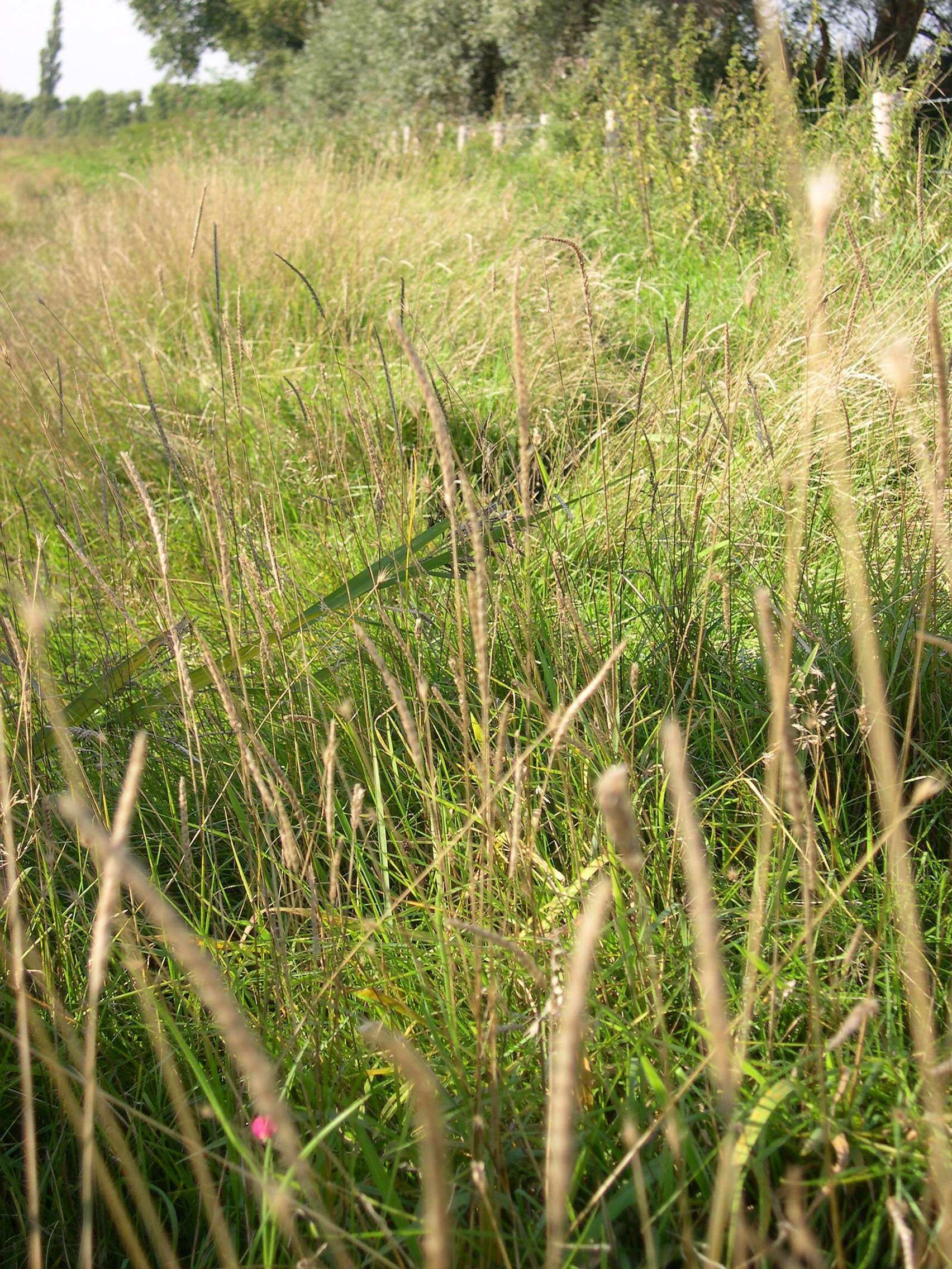 Image of Dogstail grass