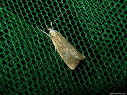 Image of Insecta