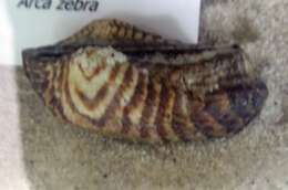 Image of Arcidae Lamarck 1809