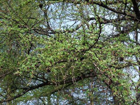 Image of Japanese Larch