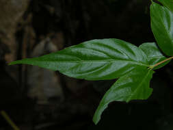 Imagem de Gonzalagunia osaensis C. M. Taylor