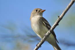 Image of Empidonax Cabanis 1855