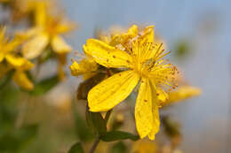 Image de Hypericum richeri Vill.