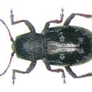 Image of <i>Pachnephorus villosus</i>