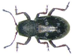 Image of Pachnephorus