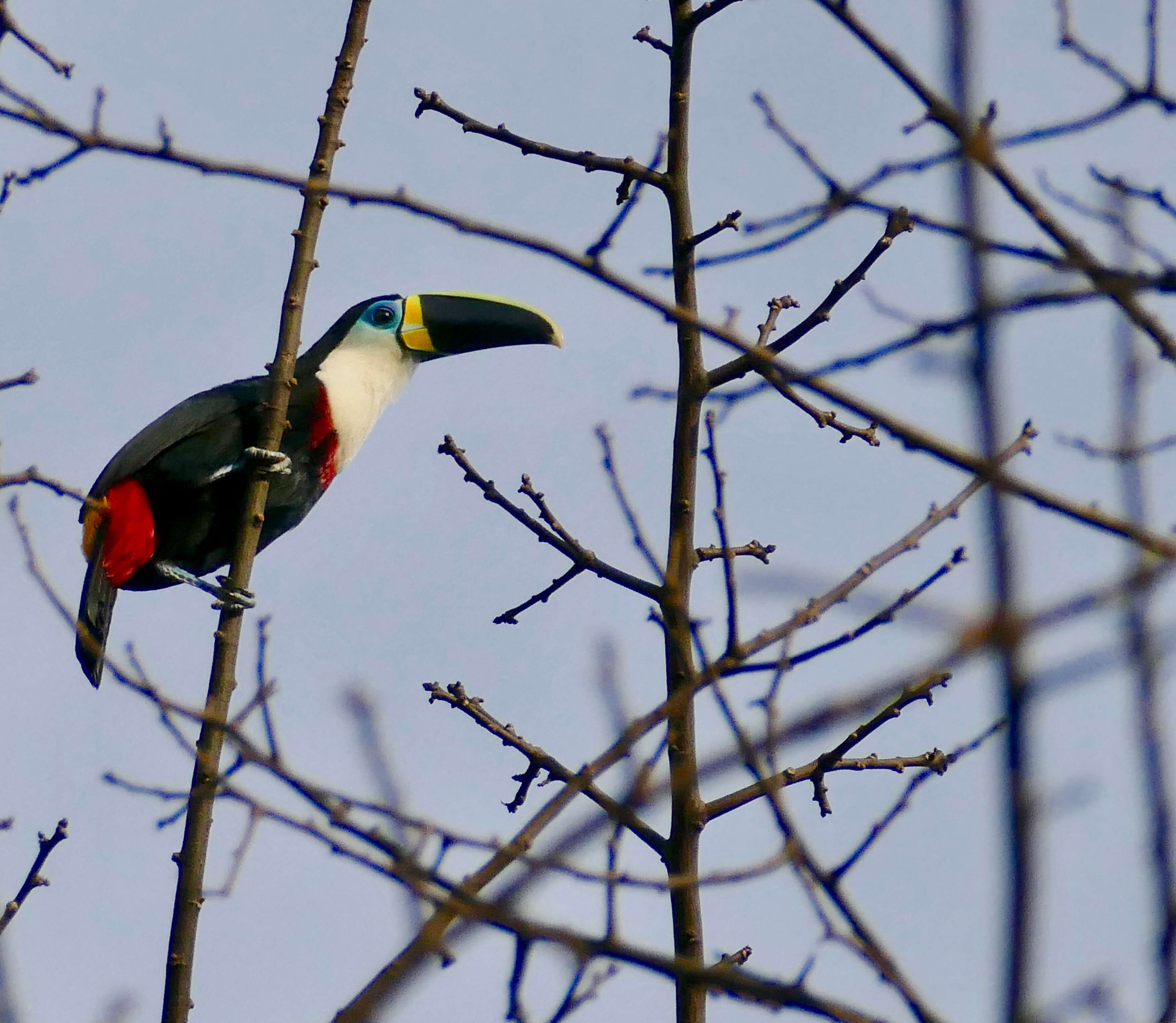 Image of Toucan Sp.