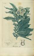 Image of henbane