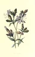 Image of Catchfly