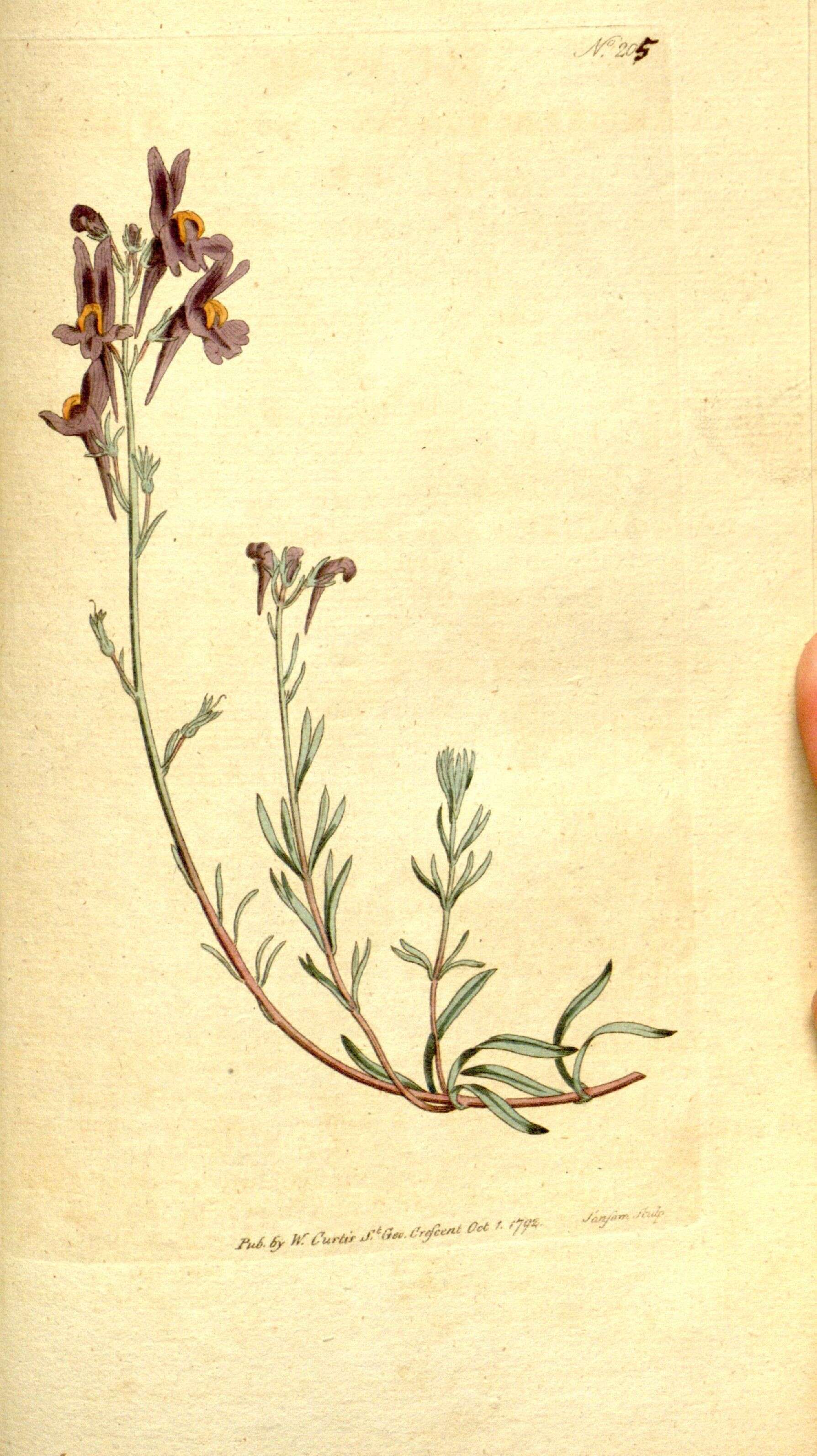 Image of Linaria alpina subsp. alpina