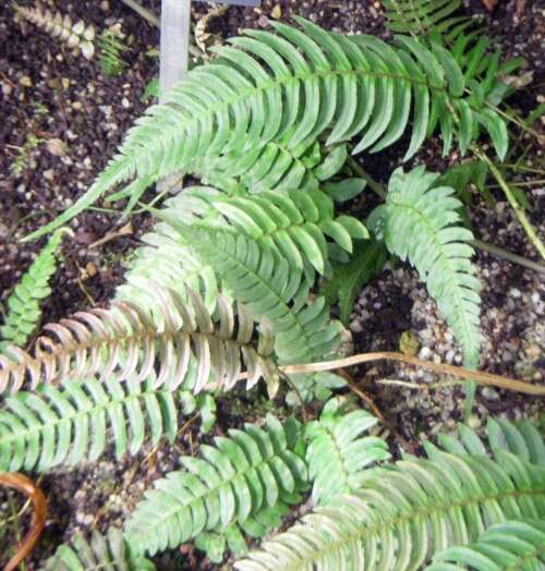 Image of Blechnum punctulatum Sw.