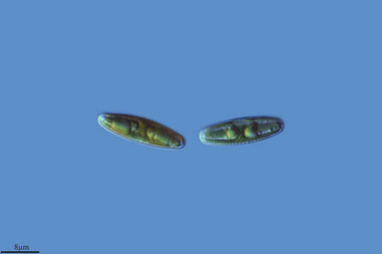 Image of Bacillarophyceae