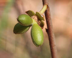 Plancia ëd Asimina reticulata Shuttlew. ex Chapm.