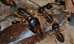 Image of higher termites