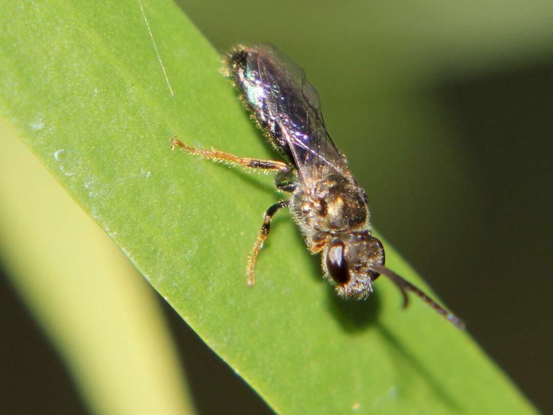 Image of Lasioglossum dampieri (Cockerell 1905)