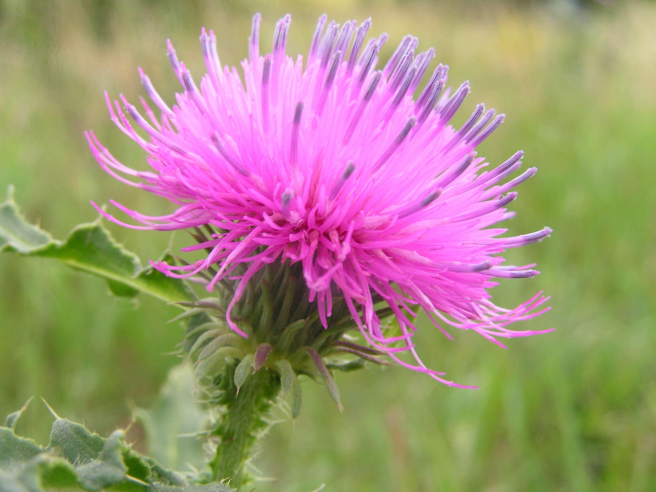 Image of cottonthistle