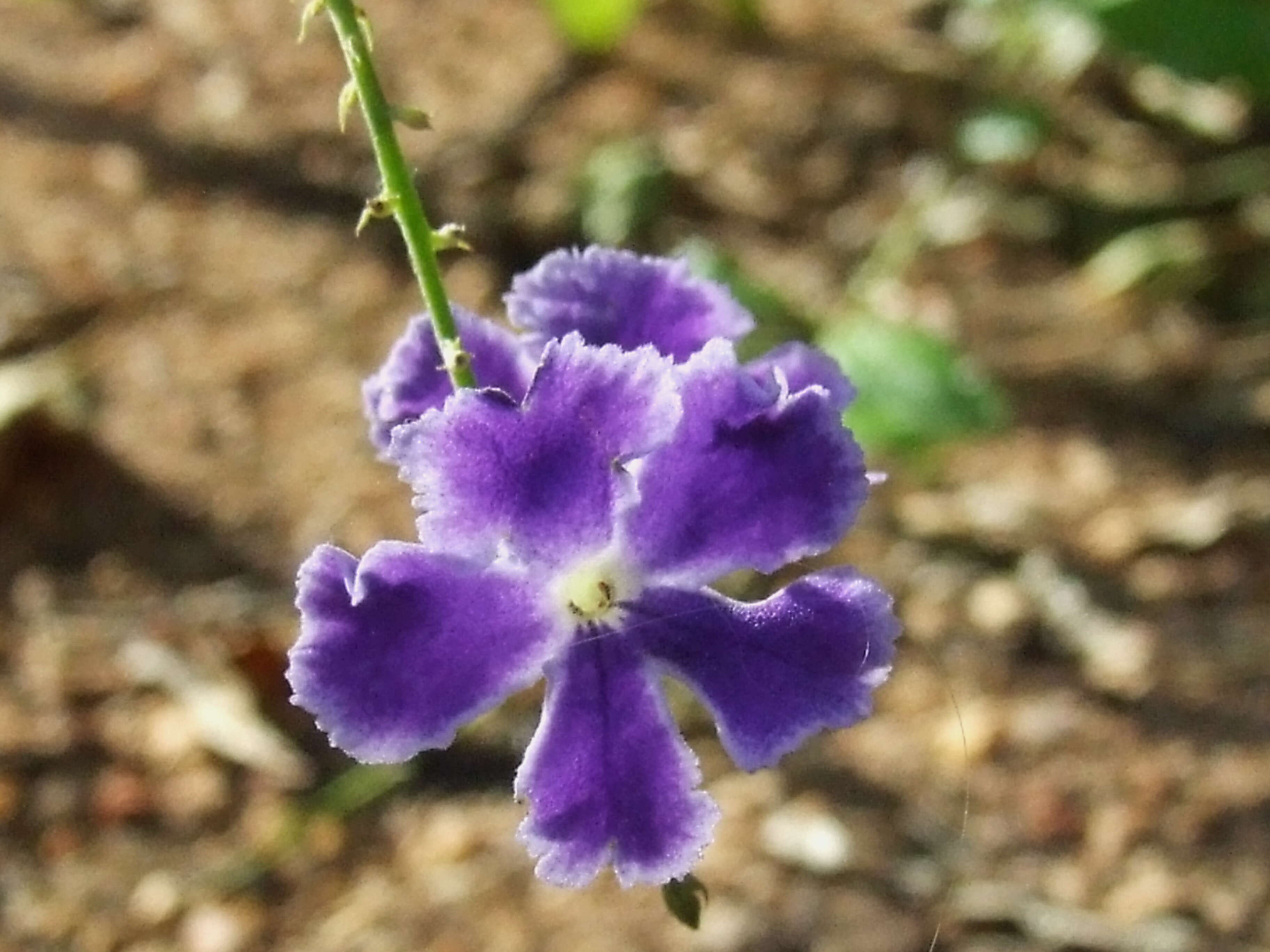 Image of duranta