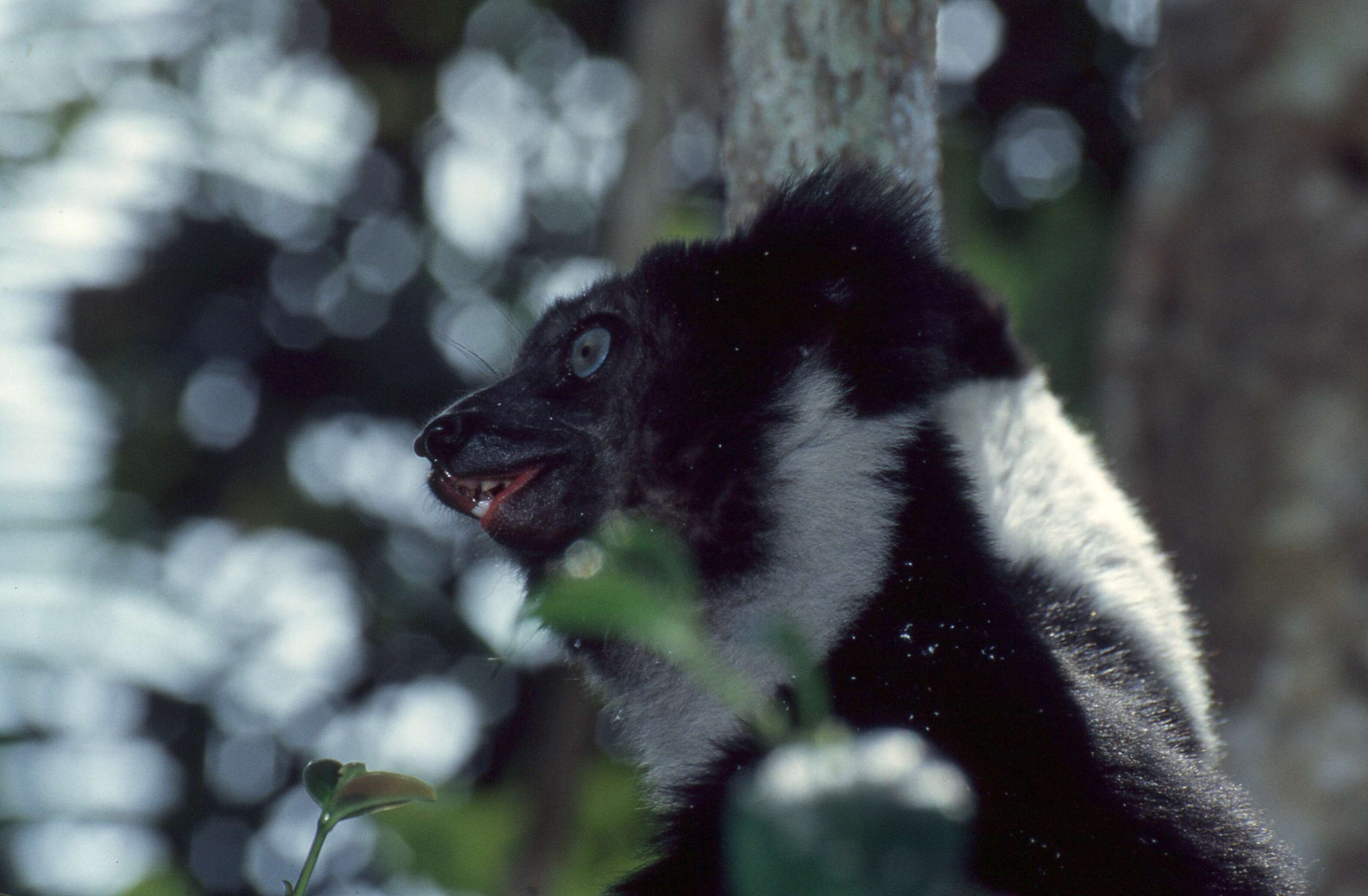 Image of indris, sifakas and woolly lemurs