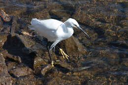 Image of Egretta Forster & T 1817