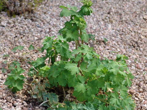 Image of columbine