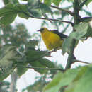 Image of Oriole Blackbird