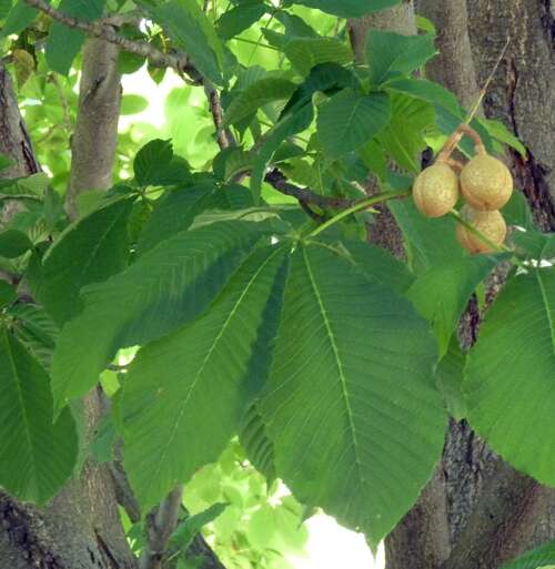 Image of Buckeyes & Horse-chestnuts