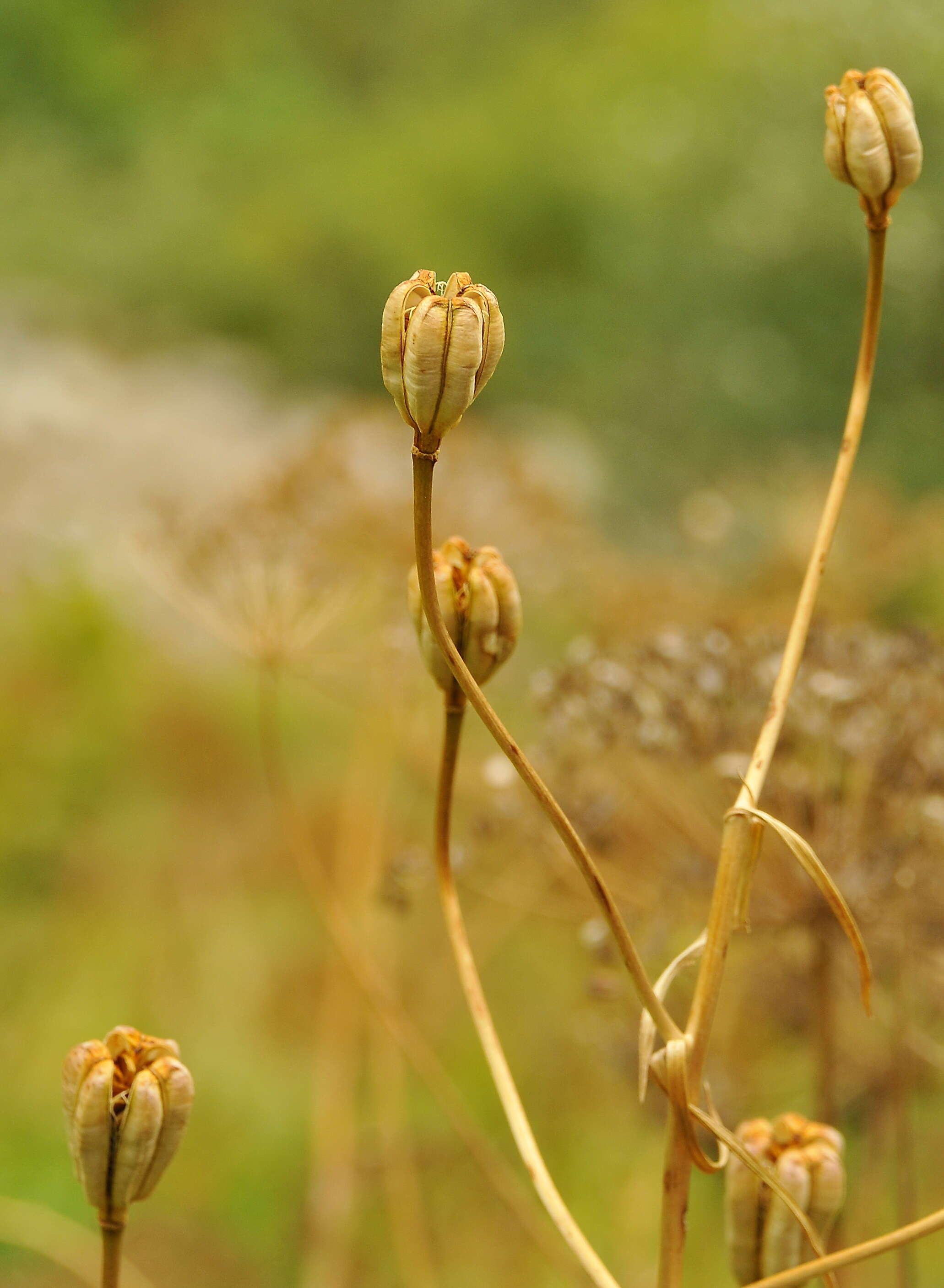 Image of Lilium pyrenaicum Gouan