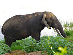 Image of African bush elephant