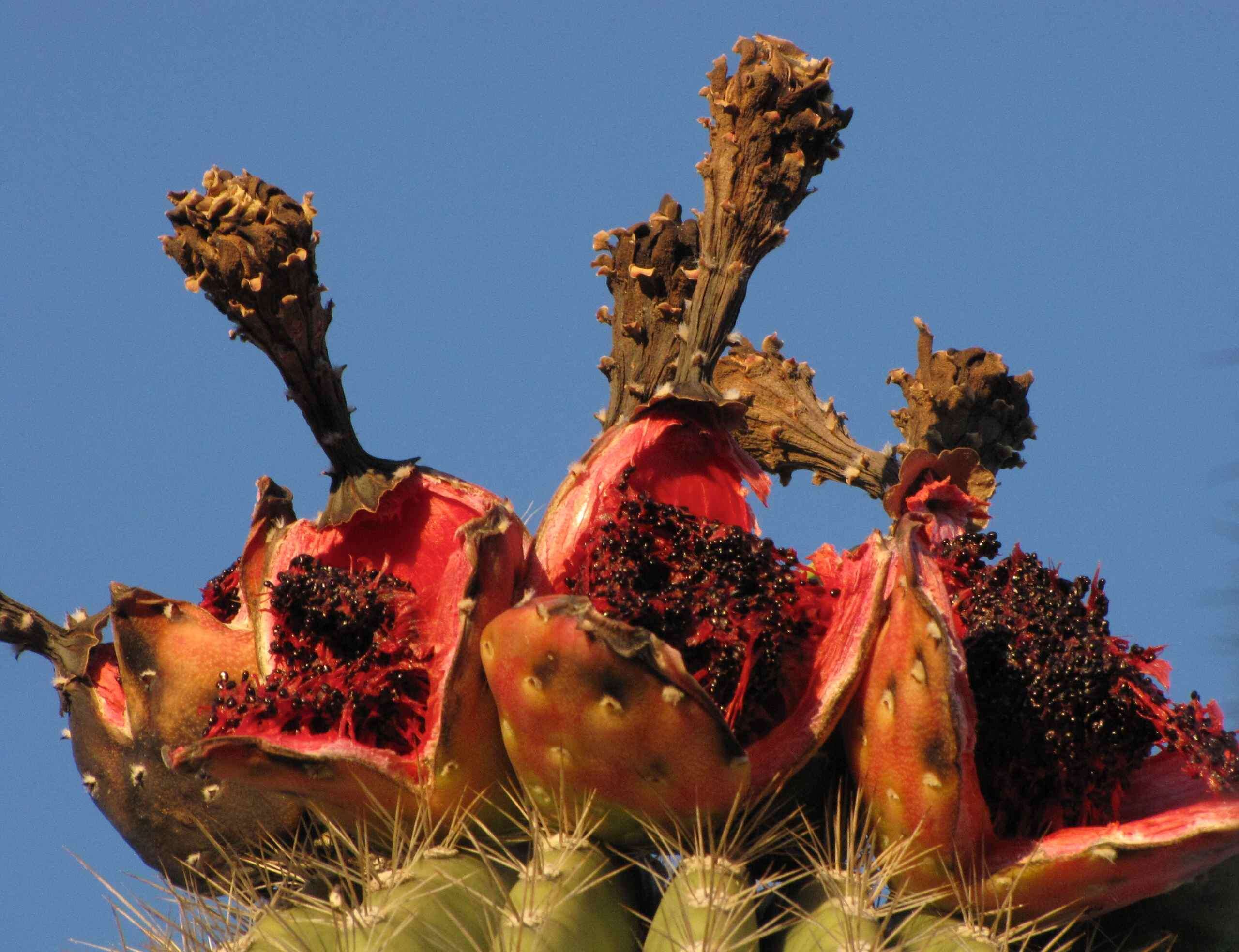 Image of saguaro