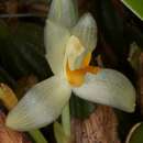 Image of Maxillaria hedwigiae Hamer & Dodson