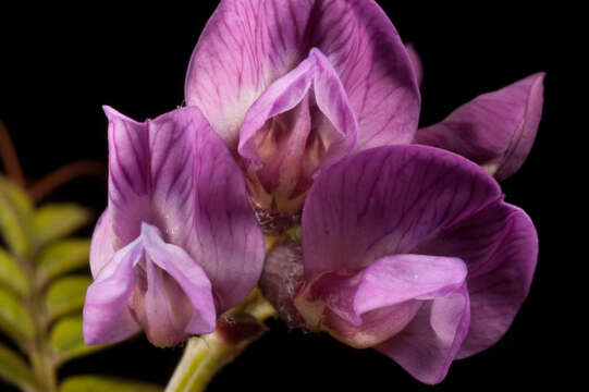 Image of bush vetch