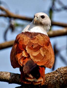 Image of Brahminy Kite