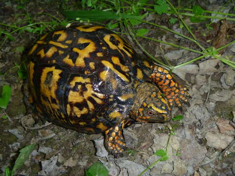 Image of box turtle