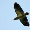 Image of Red-tailed Parrot, Red-tailed Amazon