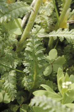 Image of Canada lousewort