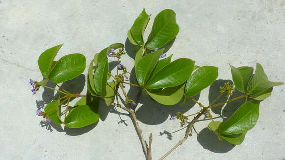 Image of Vitex rufescens A. Juss.