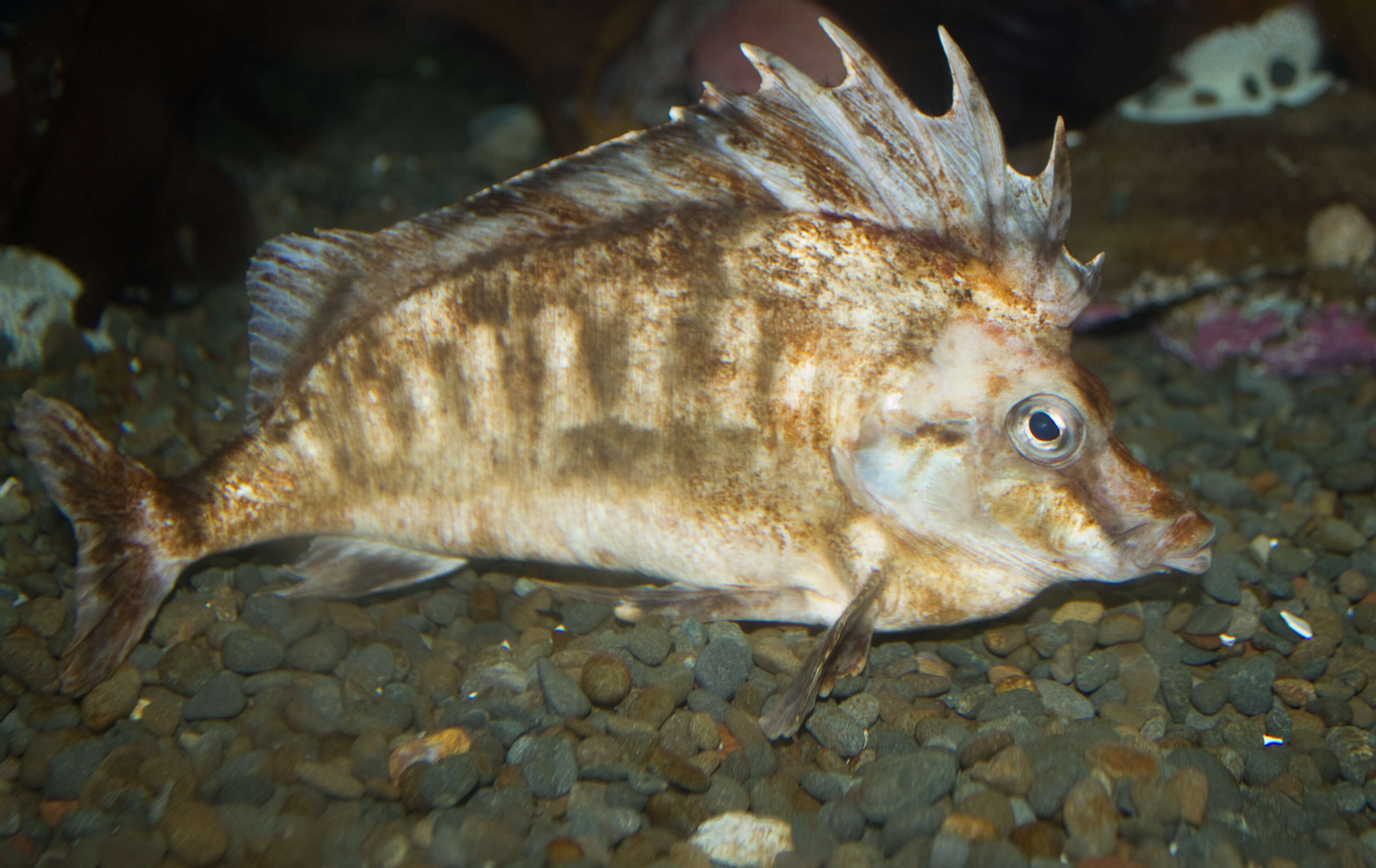 Image of pigfishes and horsefishes