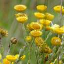 Image of Helichrysum decorum DC.