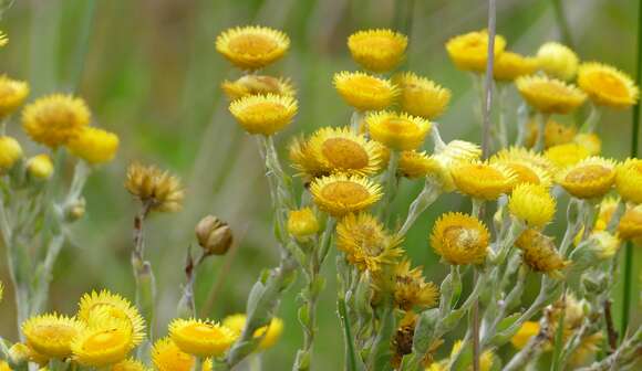 Image of Helichrysum decorum DC.