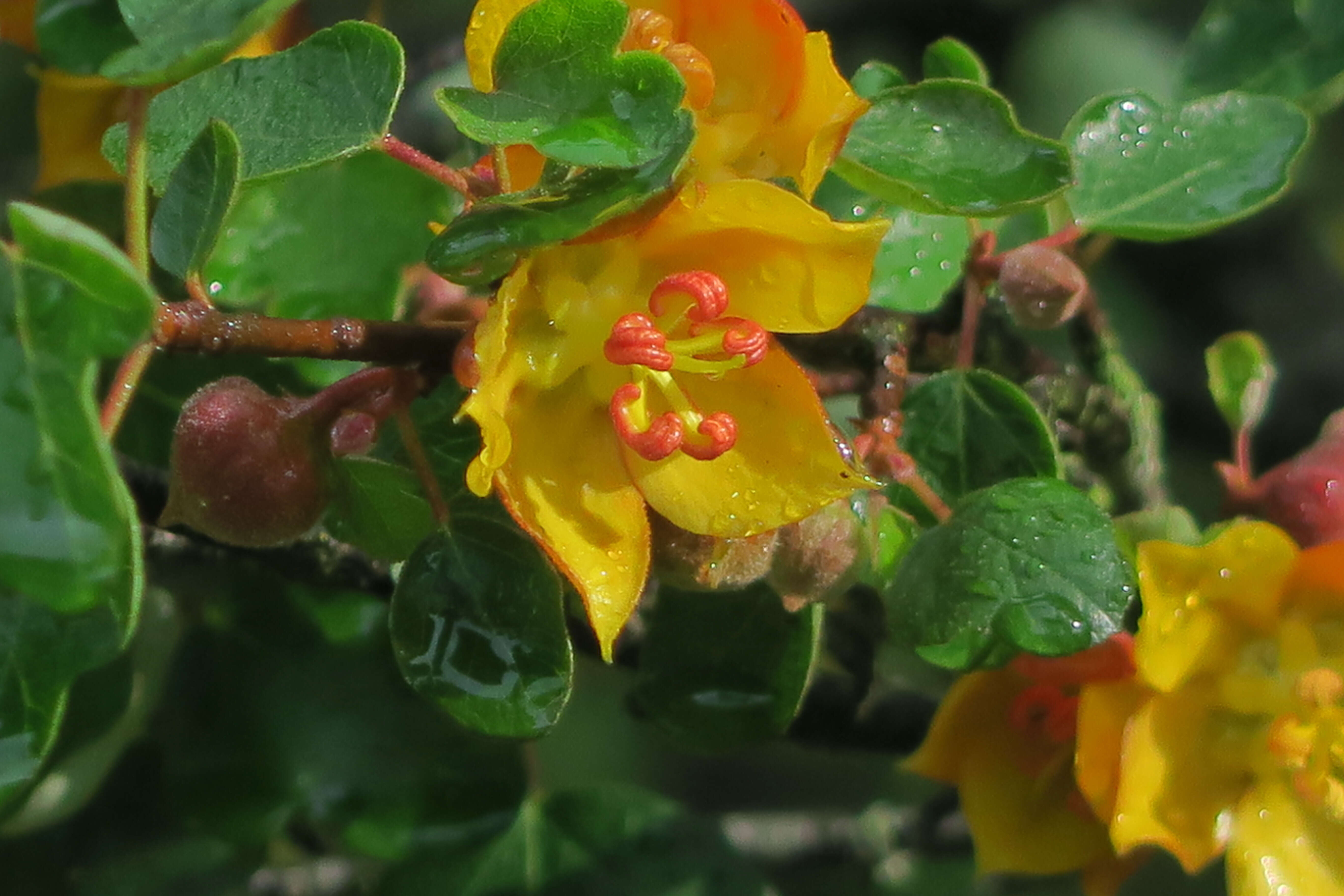 Image of California flannelbush