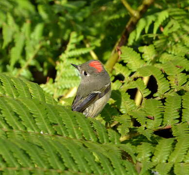 Image of goldcrests and kinglets