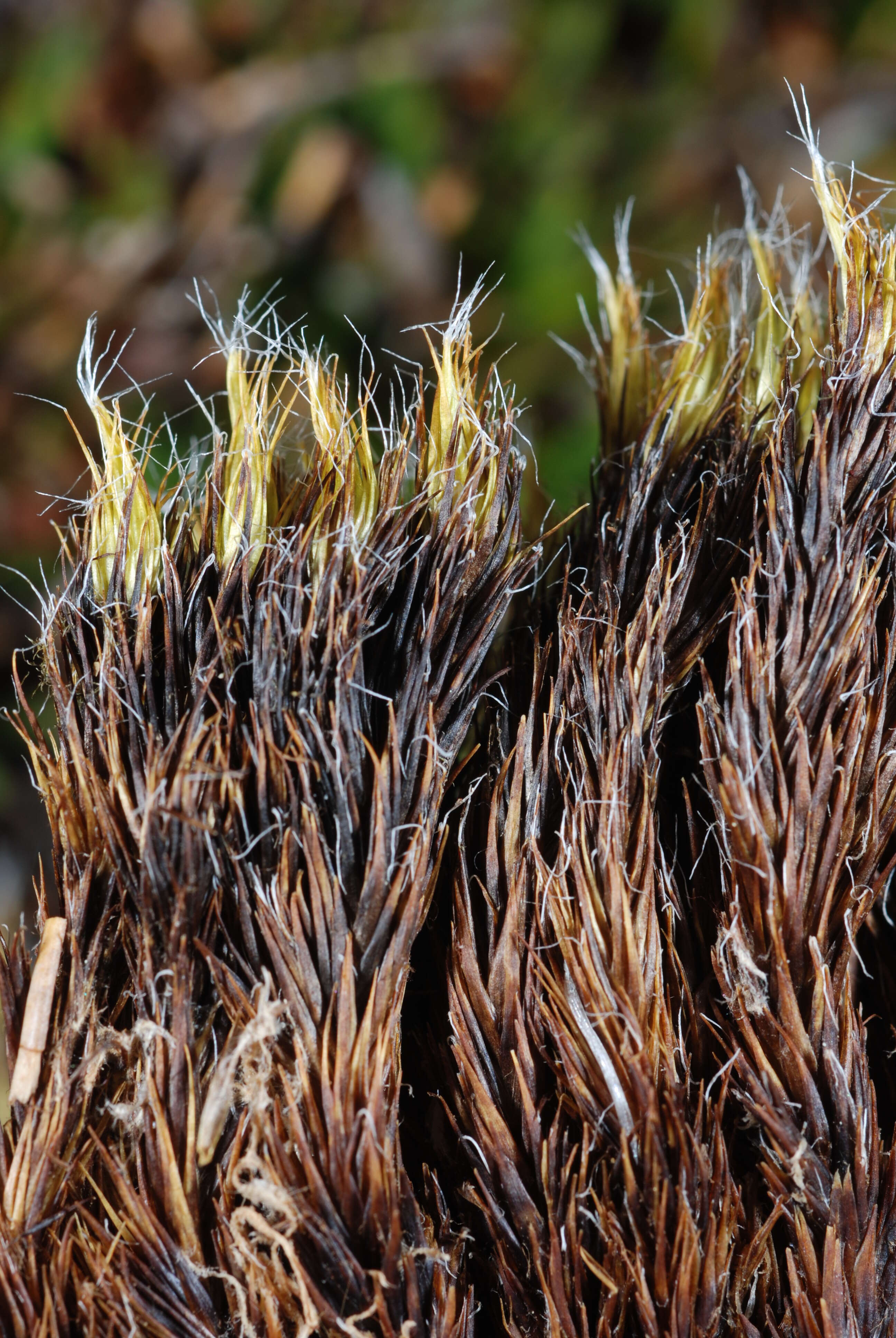 Image of campylopus moss