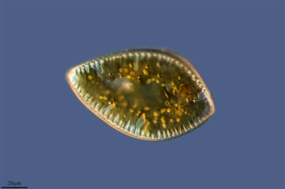 Image of Surirella ovalis