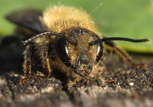 Image of Osmia rufa (Linnaeus 1758)