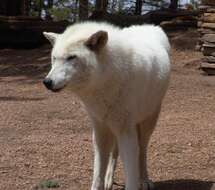 Imagem de Canis lupus arctos Pocock 1935