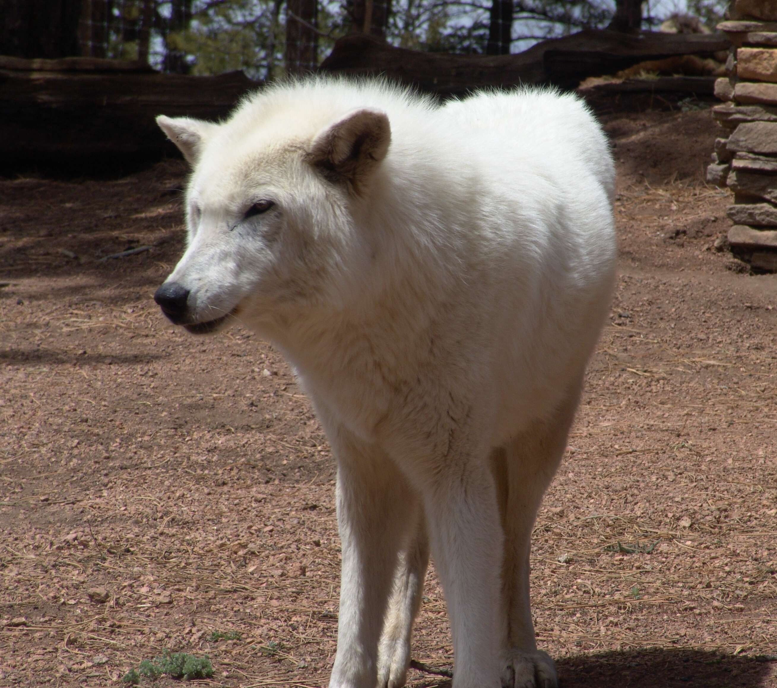 Image of Arctic wolf