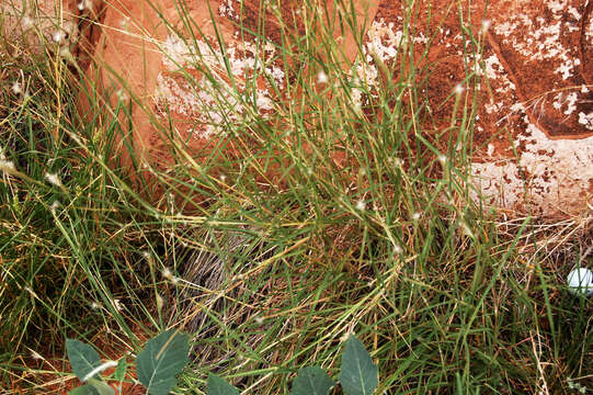 Image of beardgrass