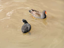 Image of Common Coot