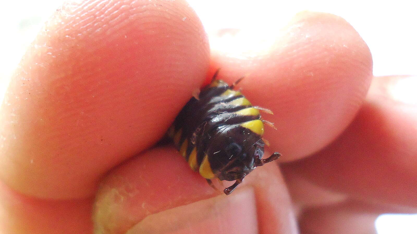 Image of Flat-backed Millipedes