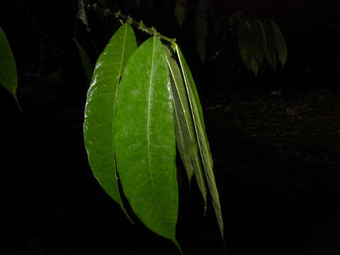 Image de Trophis caucana (Pittier) C. C. Berg